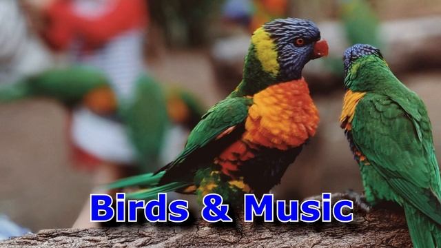Tango Mango - Quincas Moreira (Birds & Music) смотреть онлайн