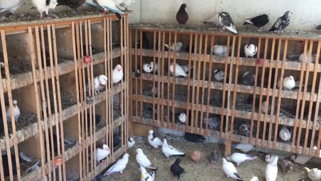 #Pigeons.Чем нужно пропоит голубей.