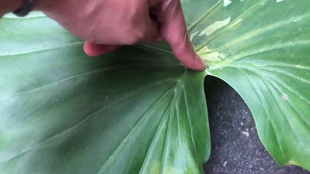 Alocasia odora Okinawa vs. macrorrhiza variegated ความแตก смотреть онлайн