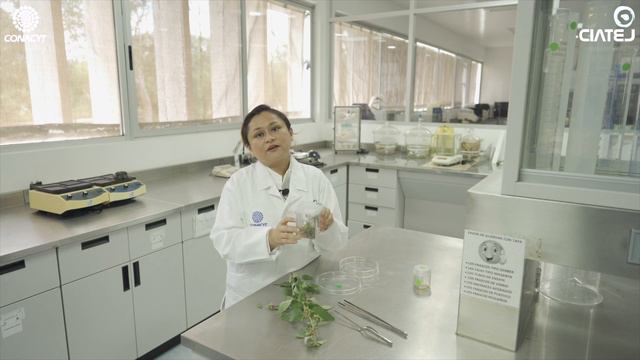 Taller: Cultivo in vitro y micropropagación de plantas смотреть онлайн