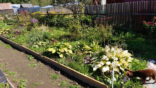 Преображаем дачный участок. Делаем миксбордеры. смотреть онлайн