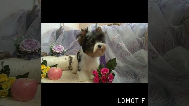 Бивер Йорк мальчик, мини, 4,5 месяца