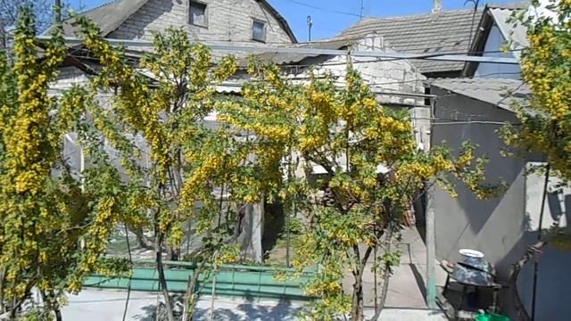 Цветение смородины смотреть онлайн