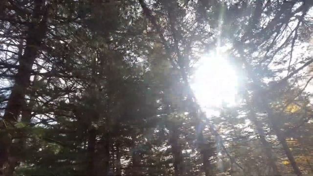 Уссурийская тайга, субботний трип. смотреть онлайн