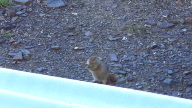 Arctic ground squirrel / Spermophilus parryi / Евражка / Американский Берингский суслик смотреть онлайн