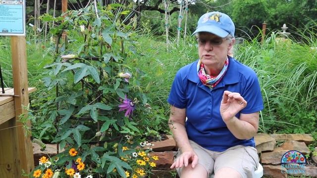 Passiflora- Our two favorite kinds and why! смотреть онлайн