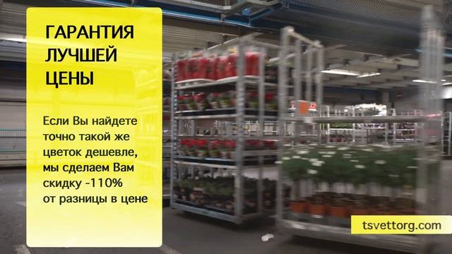 Цветы оптом | Самая крупная оптовая база цветов | Тюльпаны и розы оптом смотреть онлайн