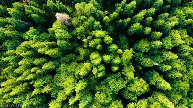 Forest 4K ? European Nature Relaxation Film - Peaceful Relaxing Music - 4k Video UltraHD