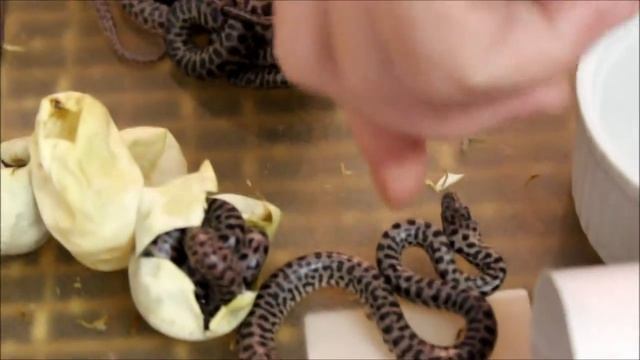 Children's python hatchlings смотреть онлайн