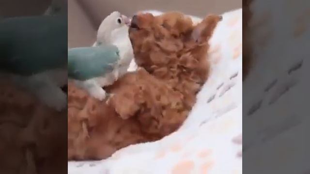 Милые создания)) смотреть онлайн