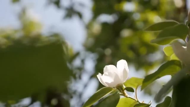 Лечебная музыка для сердца и сосудов - успокаивающая музыка для нервов, успокоительная музыка,релак