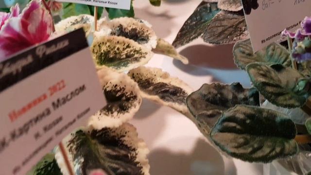 Новинки фиалок 2022г. от Натальи Козак смотреть онлайн