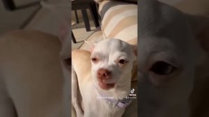 mreviatar TikTok-Niki the angry chihuahua dog Part.