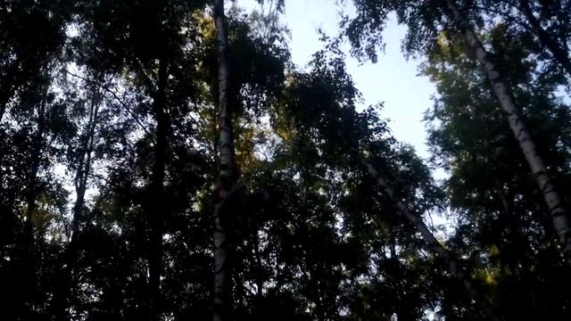 Веревочная трасса в парке смотреть онлайн