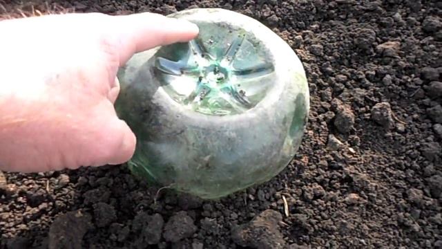 Укрытие однолетних саженцев винограда на зиму. смотреть онлайн