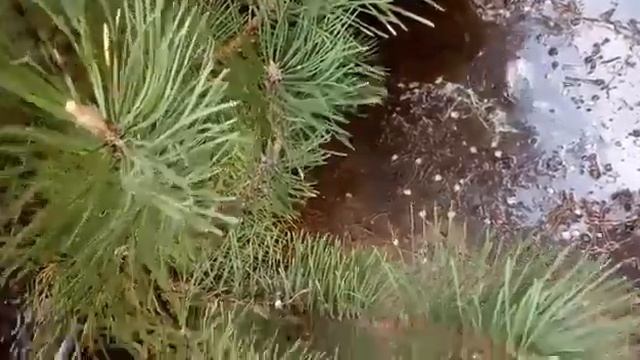 ПОЛИВ РАСТЕНИЙ