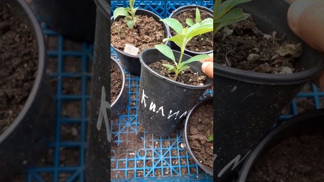 ПОКАЗЫВАЮ ДЛЯ НЕДОВЕРЧИВЫХ ДРУГИЕ САЖЕНЦЫ ЗИМНЕГО ЧЕРЕНКОВАНИЯ/ОМСК/08.08.23 смотреть онлайн