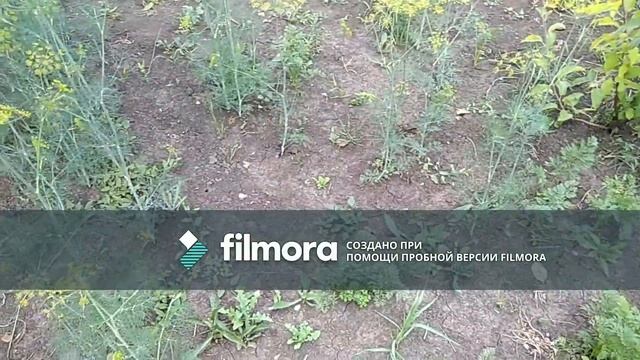 ЧЕРНАЯ МАЛИНА!!!!! Сад, огород,полив клубники.