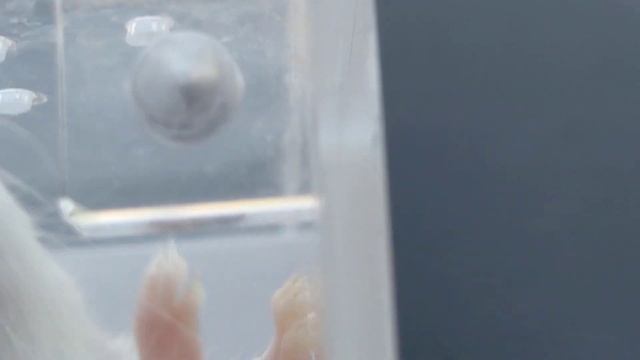 Классный контейнер для перевозки мелких животных с магнитным замком смотреть онлайн