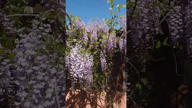Глициния 15 мая ( Wisteria) . смотреть онлайн