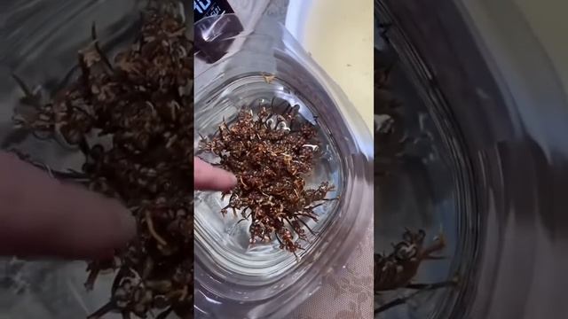 Пустынная Роза.Ещё больше интересных видео у меня в профиле! смотреть онлайн