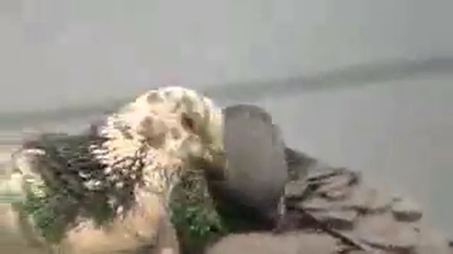 Panasonic SDR-H101: OIS On At 70x Optical Zoom | binoculars cases смотреть онлайн