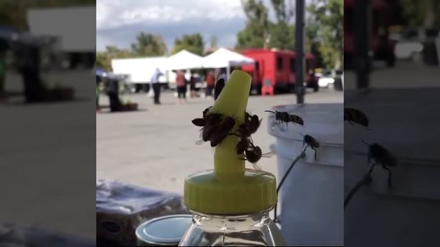 пчелы_откручивают_крышку__чтобы_добраться_до_меда смотреть онлайн