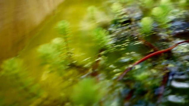 Первый день лета, теплица смотреть онлайн