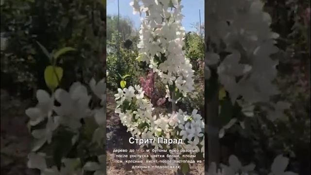 Декоративные яблони. Лучшие сорта. Плодовые деревья в ландшафтном дизайне. смотреть онлайн