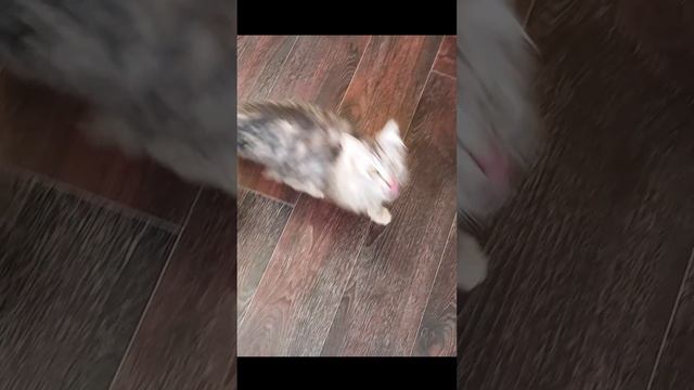 Котёнок - солдат смотреть онлайн