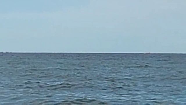 мы видим дельфинов в Черном море в Абхазии! 