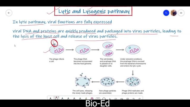 Lambda phage Vector. | rDNA Technology | смотреть онлайн