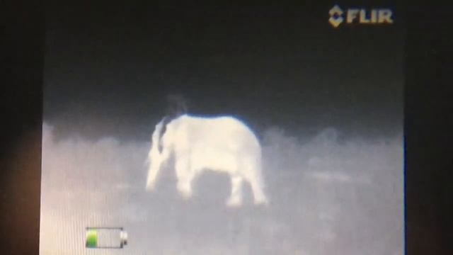 African Elephant with Flir PS32 смотреть онлайн
