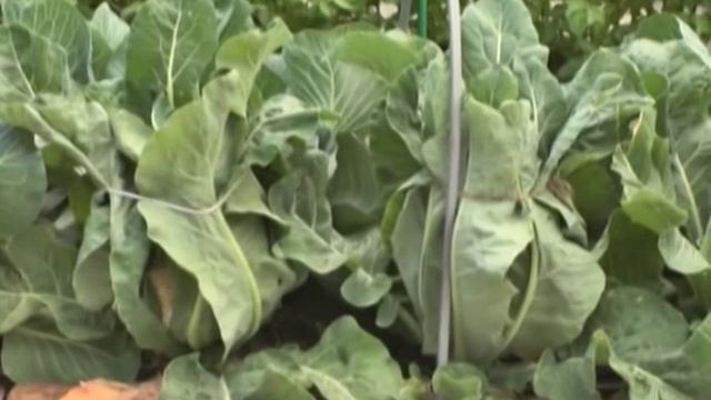 Дачные советы 13.02.2014