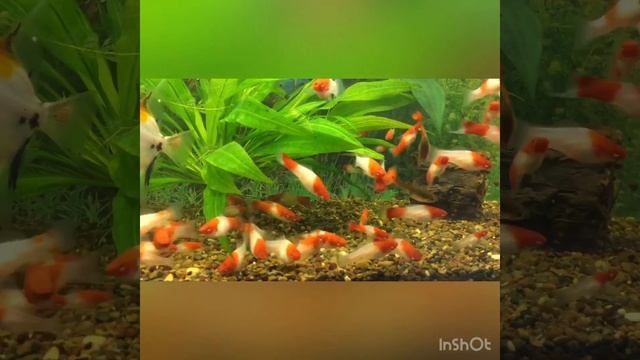 Меченосцы Кои Кохаку смотреть онлайн