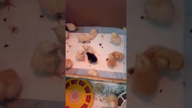 Итоги инкубации, кормление и содержание цыплят в первые дни жизни смотреть онлайн