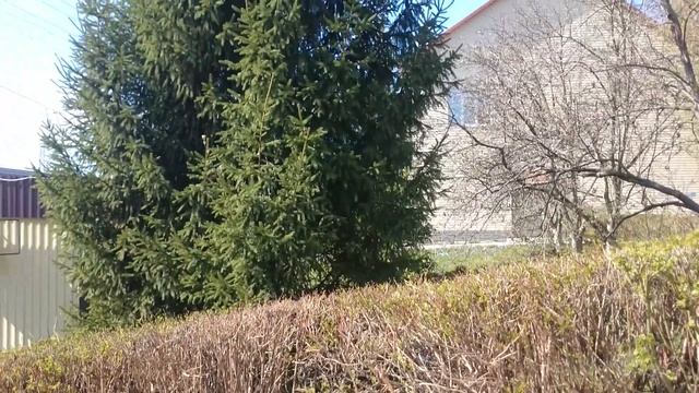 Березы цветут на железнодорожной станции Красный Узел Birch trees bloom Krasny Uzel railway station смотреть онлайн