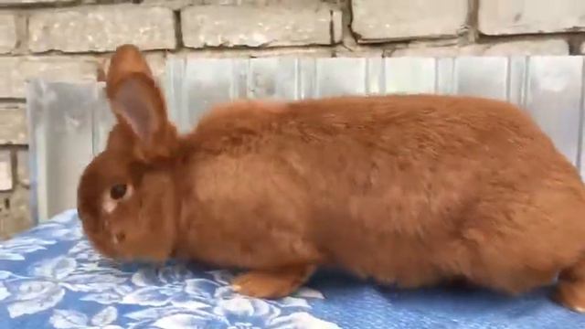 Самец Нзк 5 месяцев. смотреть онлайн