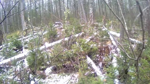 Таежная жизнь 2 смотреть онлайн