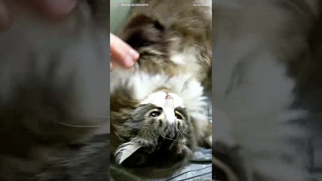 VIP обслуживание смотреть онлайн