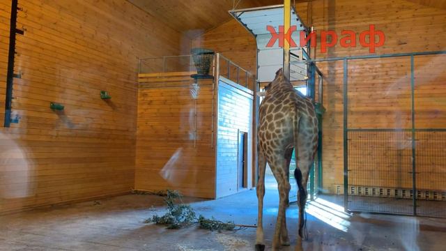ВЛОГ Едем в Зоопарк. Кормим Животных. Учим Названия Животных. Zoo смотреть онлайн