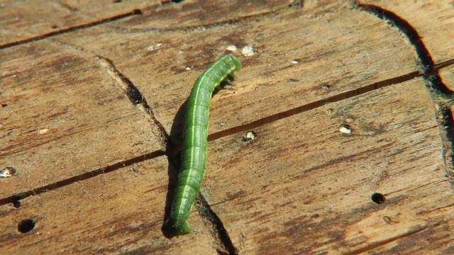 Как ползает гусеница - Совка сосновая, Pine Beauty Lavra