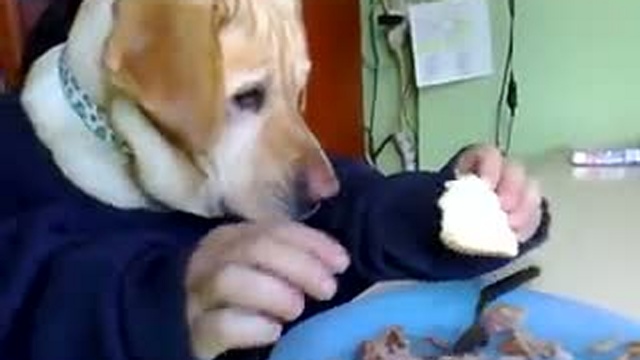  Собака ест 2! смотреть онлайн