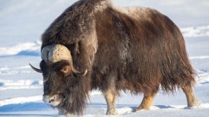 Он пережил ледниковый период. Овцебык - интересные факты