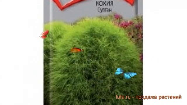 Кохия обыкновенная Султан (sultan) ? кохия Султан обзор: как сажать семена кохии Султан смотреть онлайн