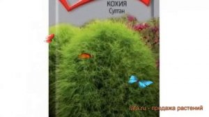 Кохия обыкновенная Султан (sultan) ? кохия Султан обзор: как сажать семена кохии Султан