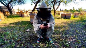 Все о Породе Карника. Почему это лучшая пчела