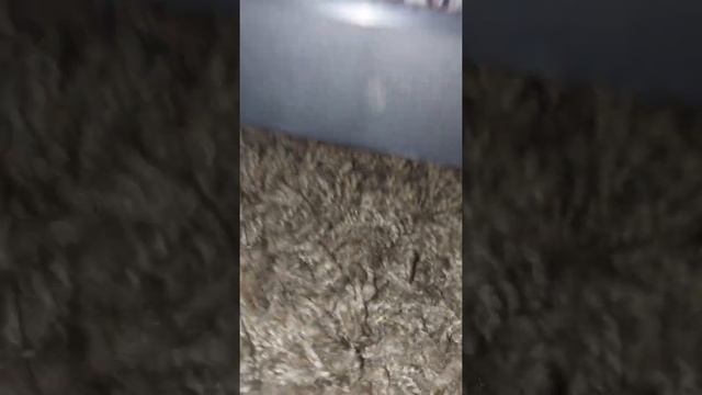 JBL Partybox 1000 (1100 Watts) Shaking My House ?? R.I.P Ears