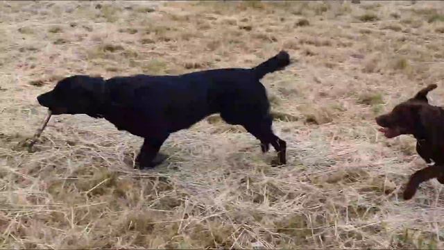 Знакомство и прогулка ЛАБРАДОРОВ Белы и Ненси .