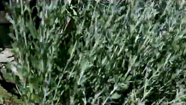 Plant of the Day - Little spires Russian Sage смотреть онлайн